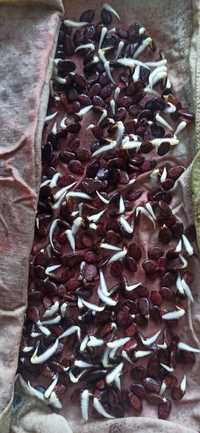 Продам насіння кавуна, Кримсон Світ (Crimson Sweet) 100 шт,  (100 грн)
