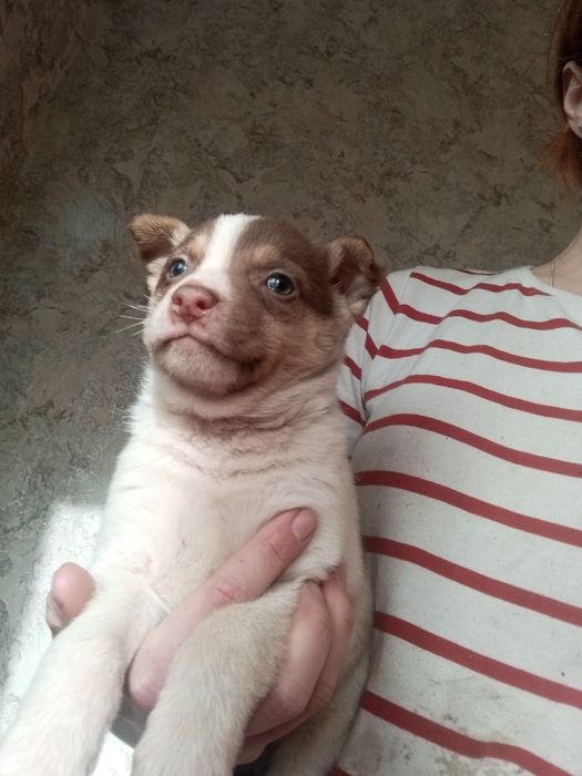 Щенок Бублик вакцинированный