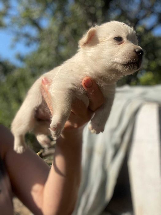 Крошечные щенки в добрую семью.