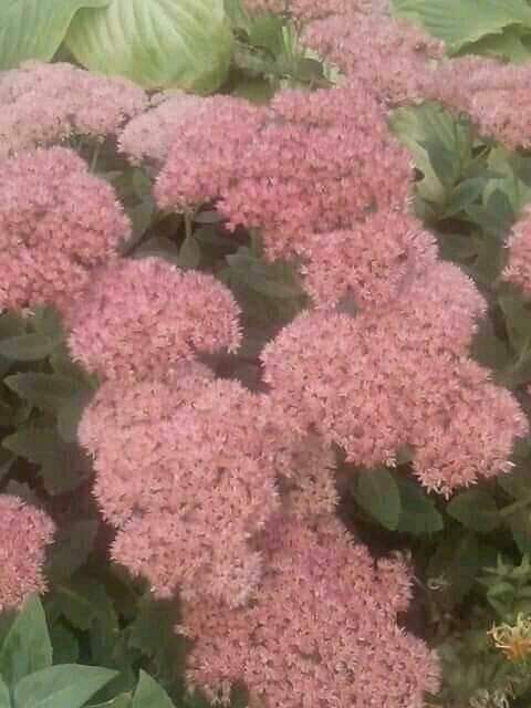 Квіти і лікарські трави саджанці і насіння .