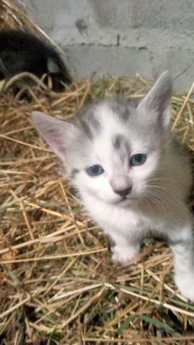 Кошенятко в добрі руки