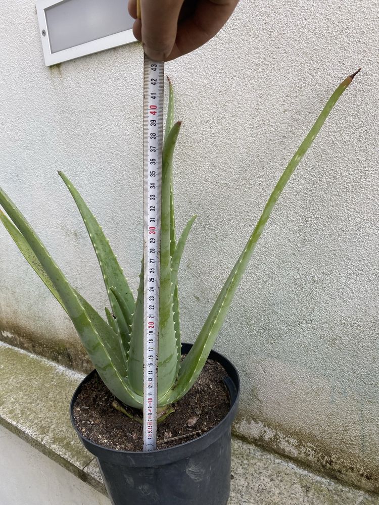 Cactos Aloe- vera ( Babosa)