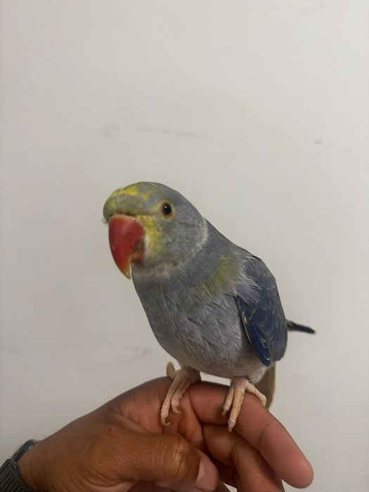 Casal de Ring Neck violeta CC