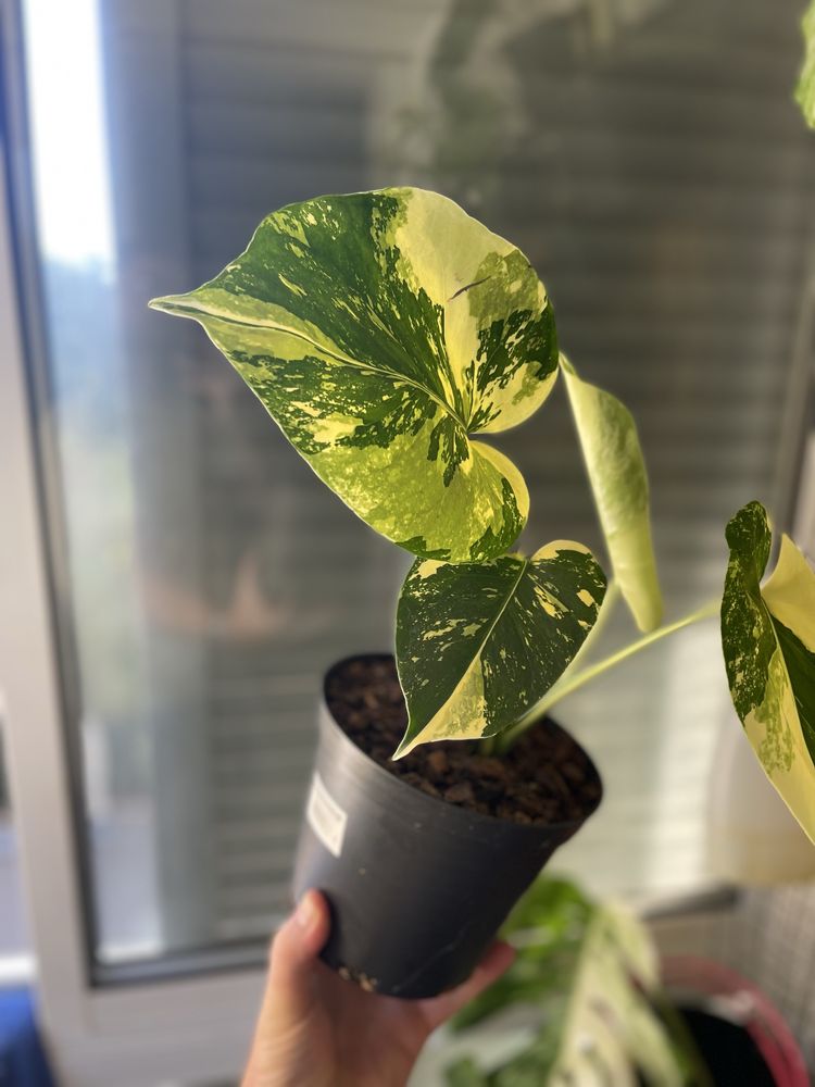 Planta Monstera aurea