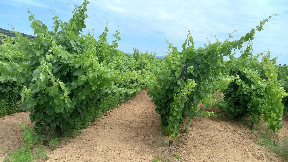 vinha com quase meio hectare