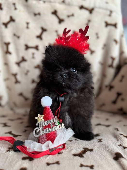 Чорні та кремові цуценята шпіц