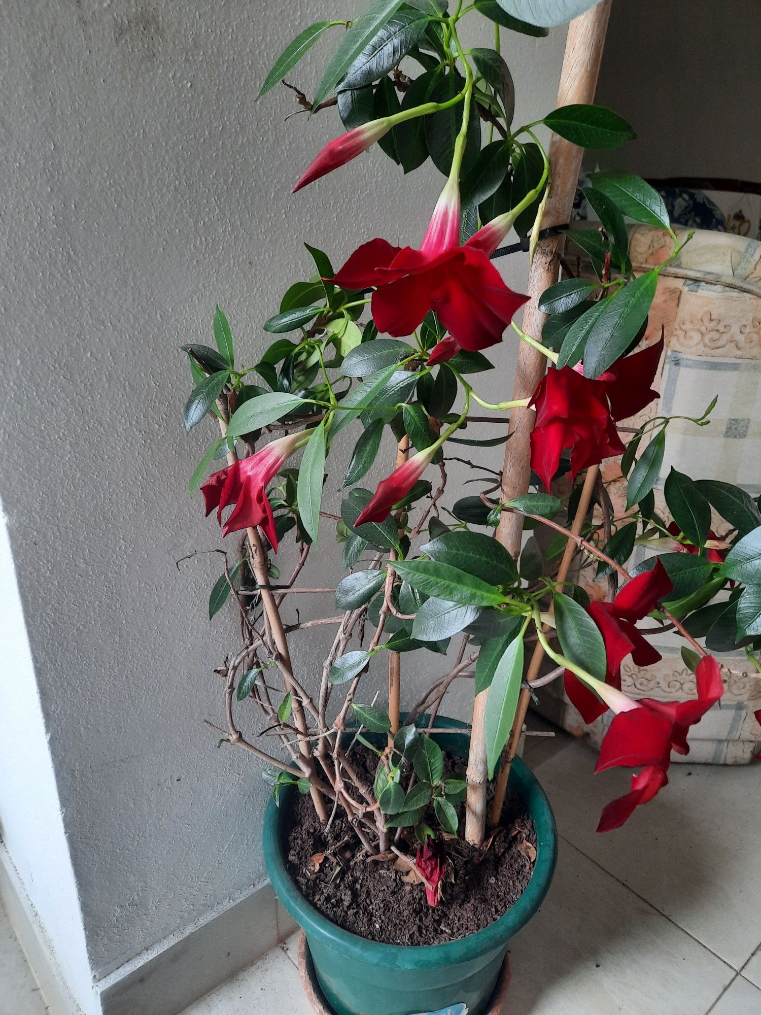 Planta  de interior com flores vermelhas. Está  linda.