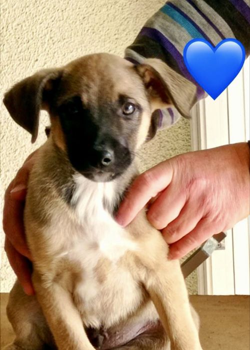 Bebés para adoção responsável