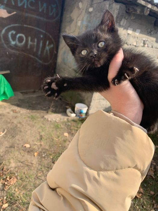 3 кошенята в добрі руки