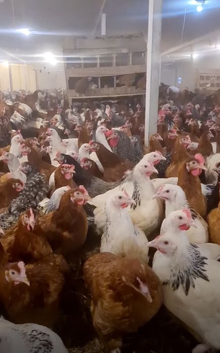 Kury Nioski Rosa!  Wysyłka od 10 sztuk.