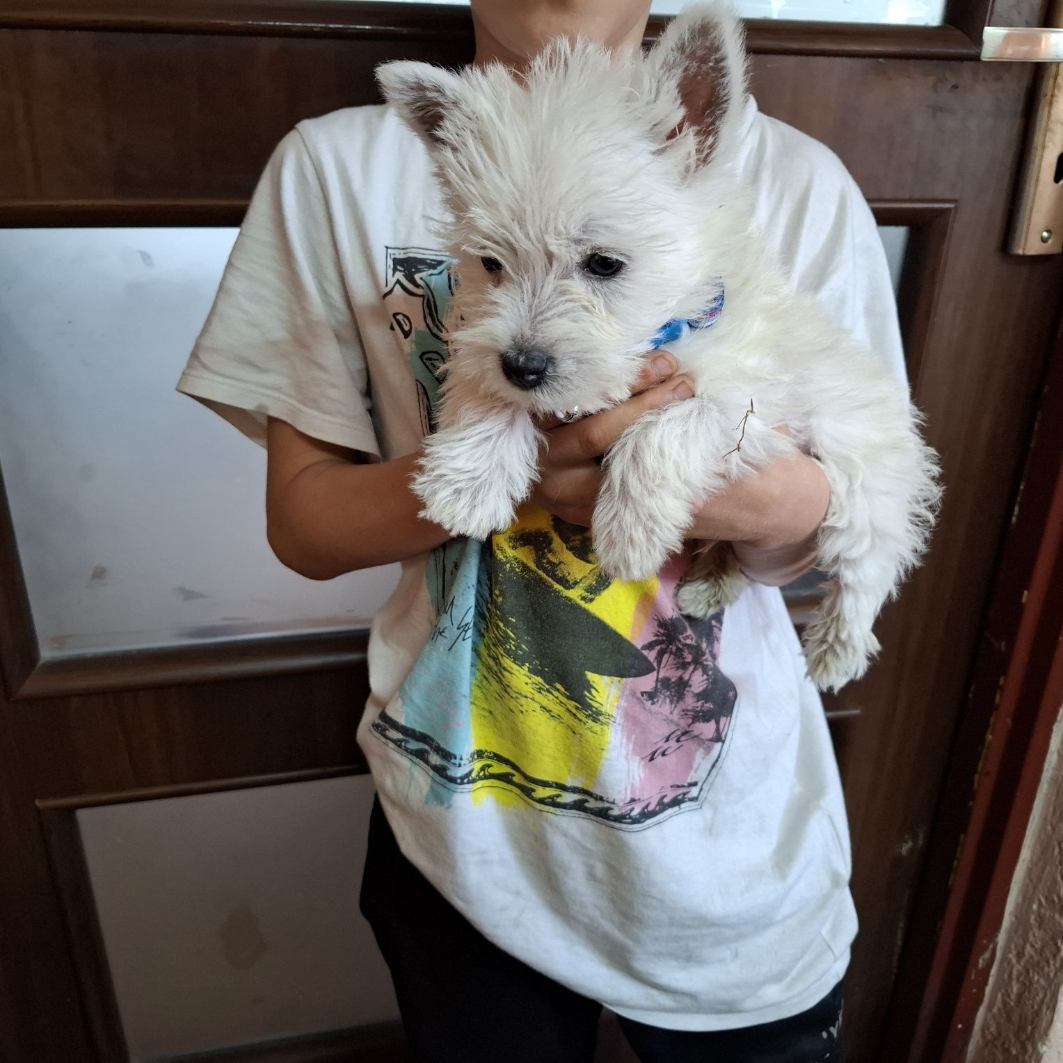 West highland white terrier