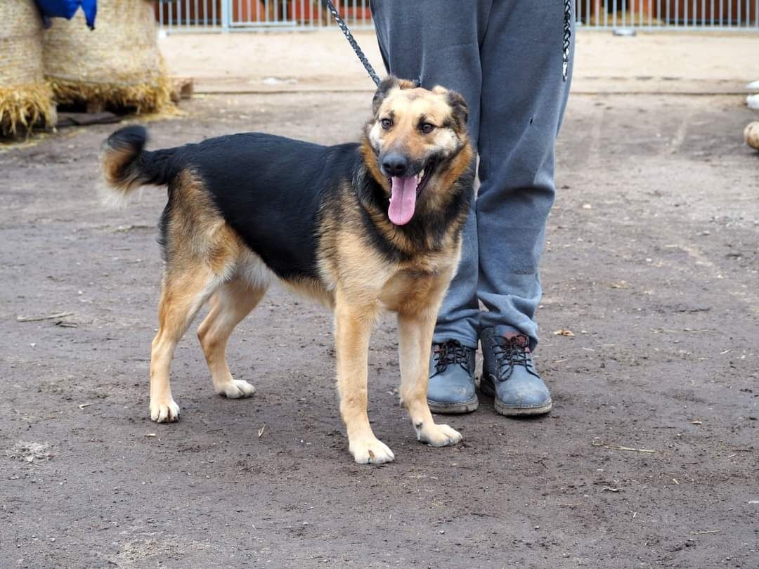 LINDA cudowna sunia kochająca ludzi i świat poleca się do adopcji