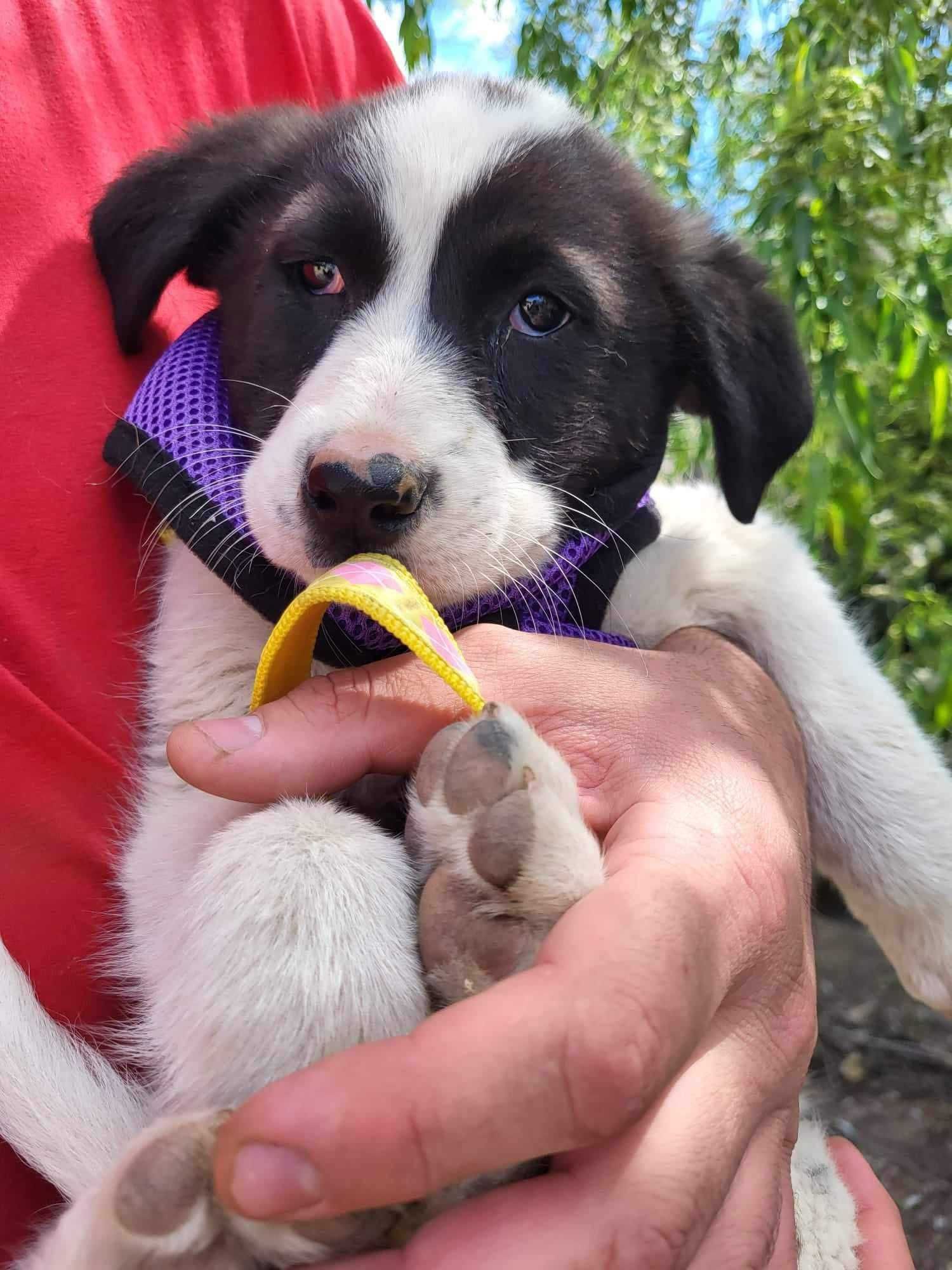 DAISY  4 mies, uratowana w Bułgarii szuka domu