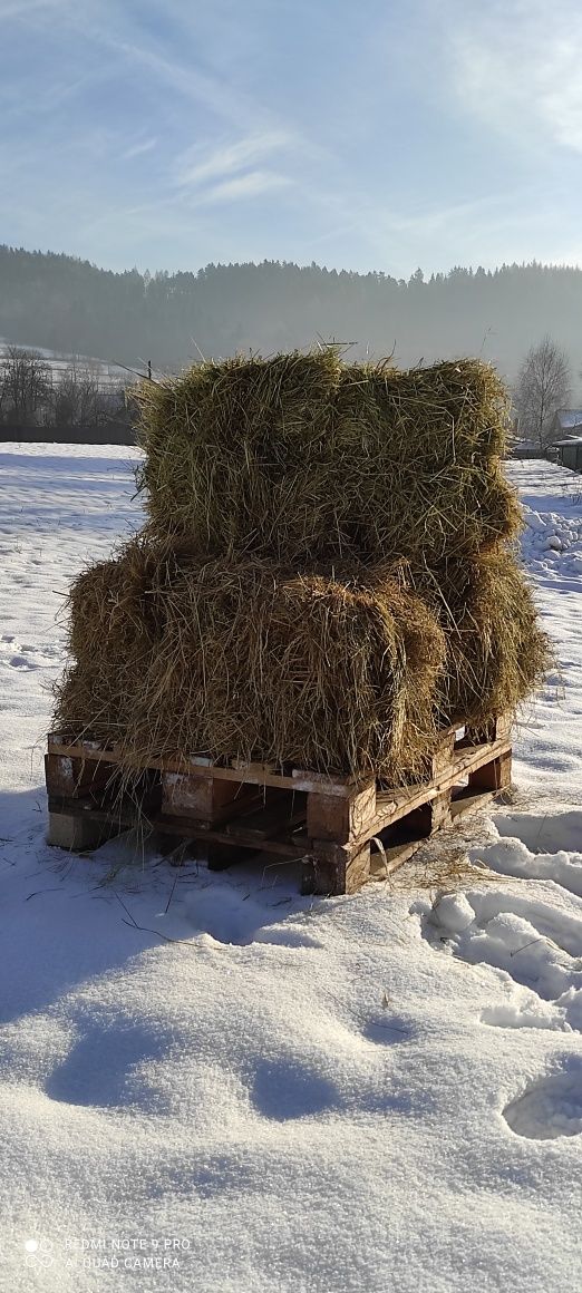 Siano w kostkach z gospodarstwa ekologicznego 2023