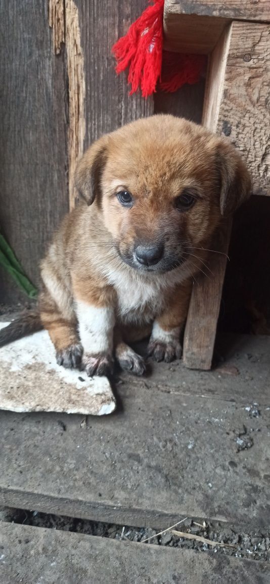 Продам серйозну собаку