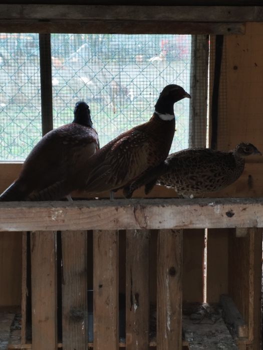 Bażanty ozdobne para