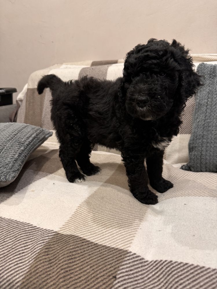 Szczeniak Australian Labradoodle