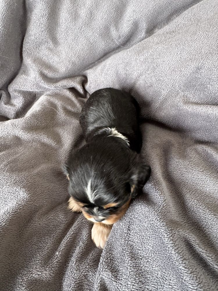 Suczka cavalier king charles spaniel gotowa do obioru