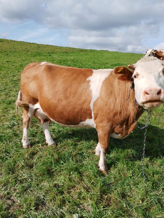 Sprzedam 4 krowy cielne