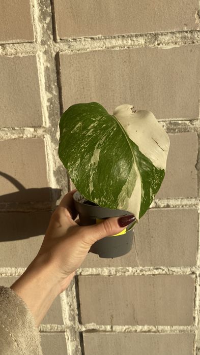 Продам срез монстеры альбы