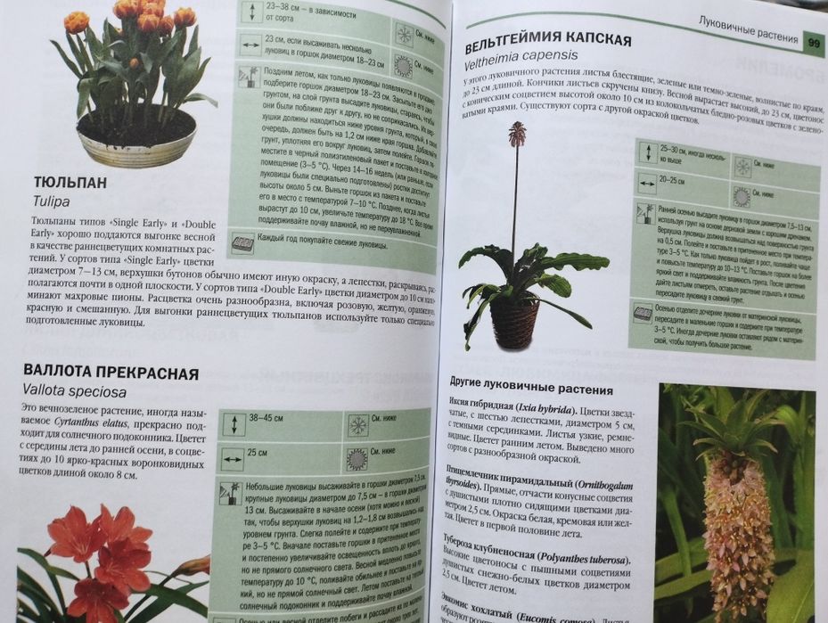 Энциклопедия комнатных растений