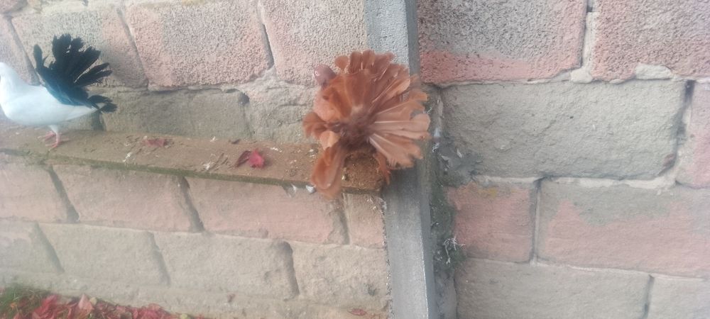 Pawiki czerwony samiec i żółta na lecie samica