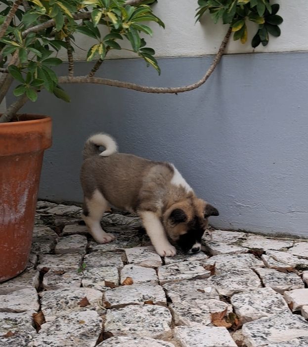 Akita Americano Fêmea castanha