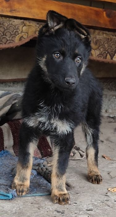 Цуценя Німецької Вівчарки