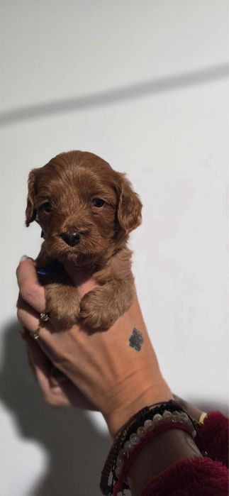 Cavapoo bardzo ciemny chlopiec szkolenie badania wyprawka rodowód