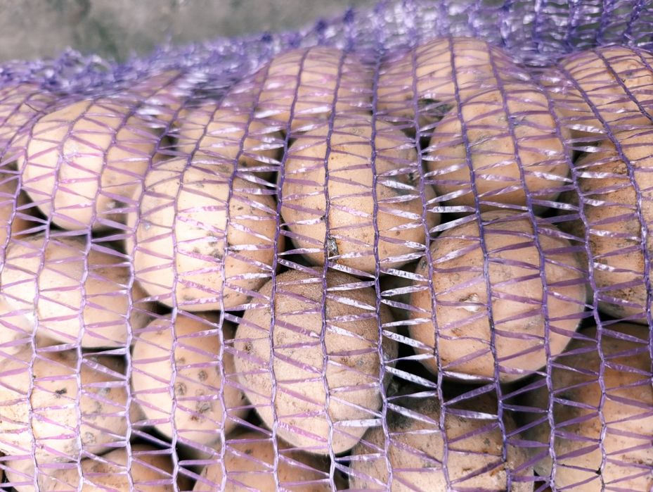 Картопля Рив’єра — посадкова (2-га репродукція)