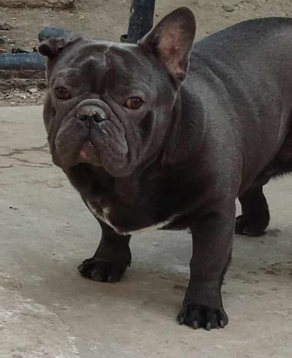 Французский бульдог на вязку