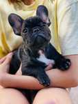 Buldog francuski