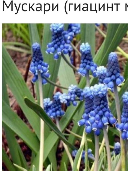 Гіацинт Мускарі (мишачий)