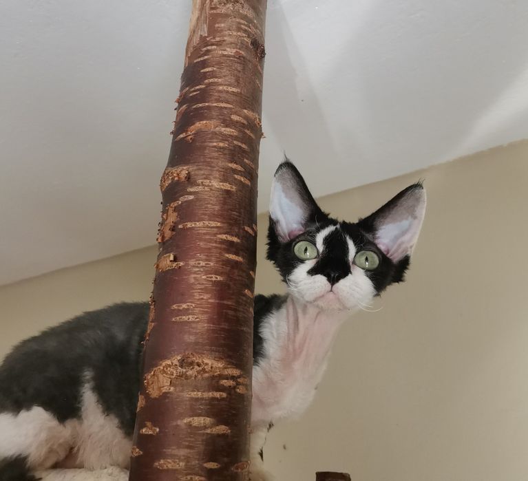 Prześliczna kotka devon rex