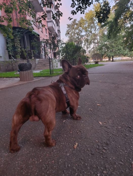 Вязка французький бульдог