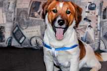 Piesek * Dolar * Jack Russell Terrier odchowany, 14 miesięcy