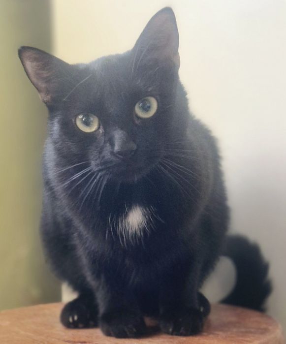 Roczny kocurek Gizmo do pilnej adopcji.