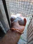 1 loris maluccanus para criar a mao