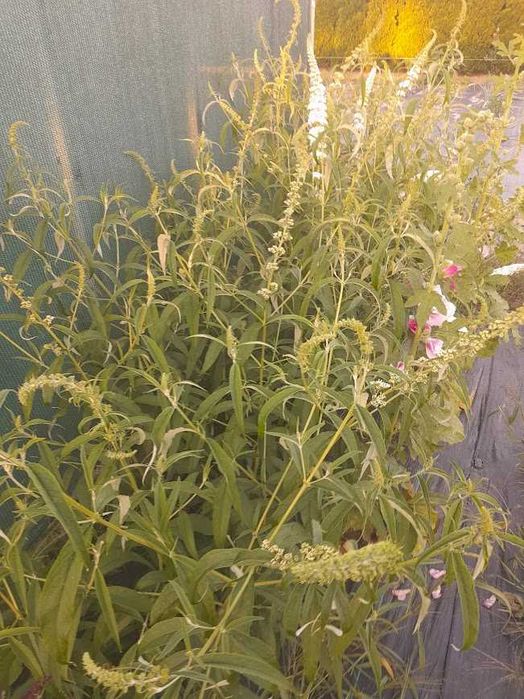 Buddleja davidii (Budleja Davida) 3 różne kolory