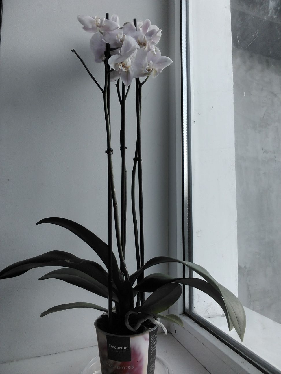 Вазон, орхідея дуже гарна