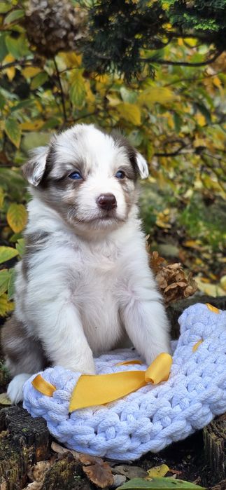 Border collie suczka -Red  merle i color