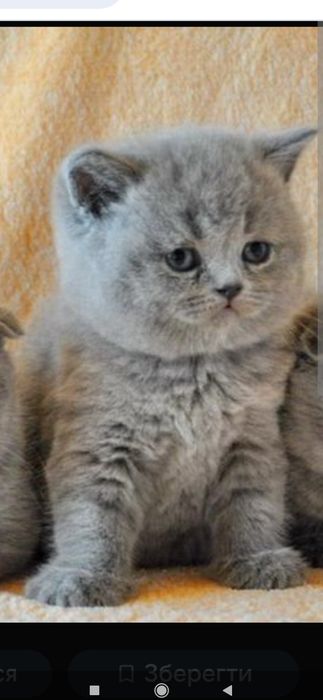 Шотландські висловухі кошенята