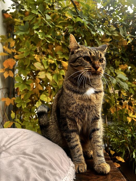 Kotka zaginiona szara