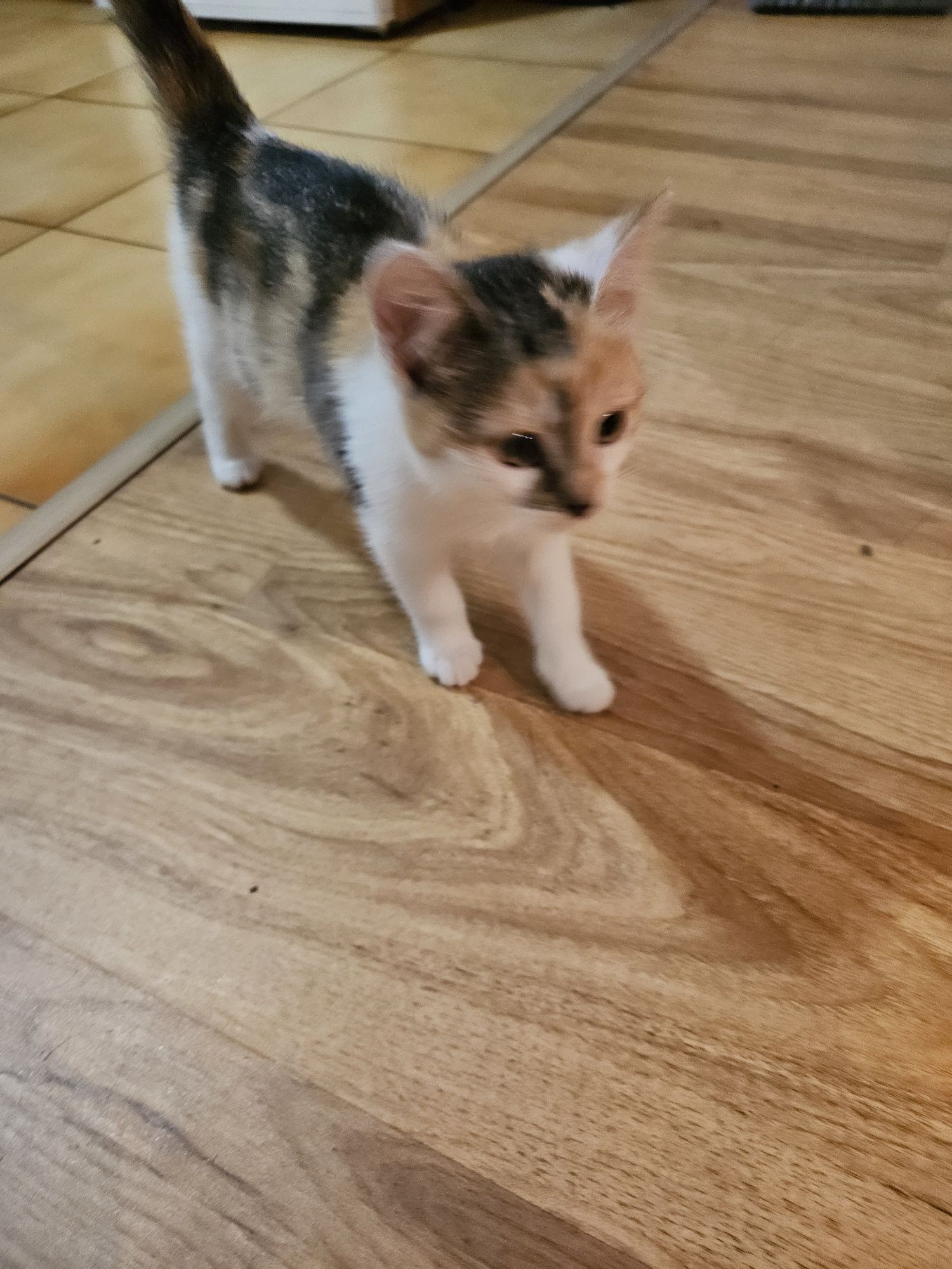 Kotek kotka kot malutka