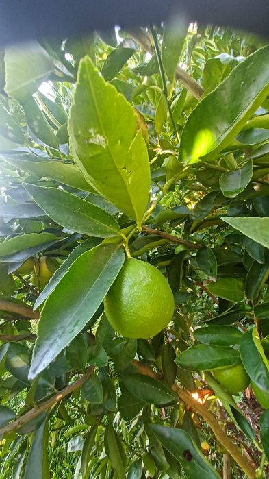 Lima (fruto) ao kilo