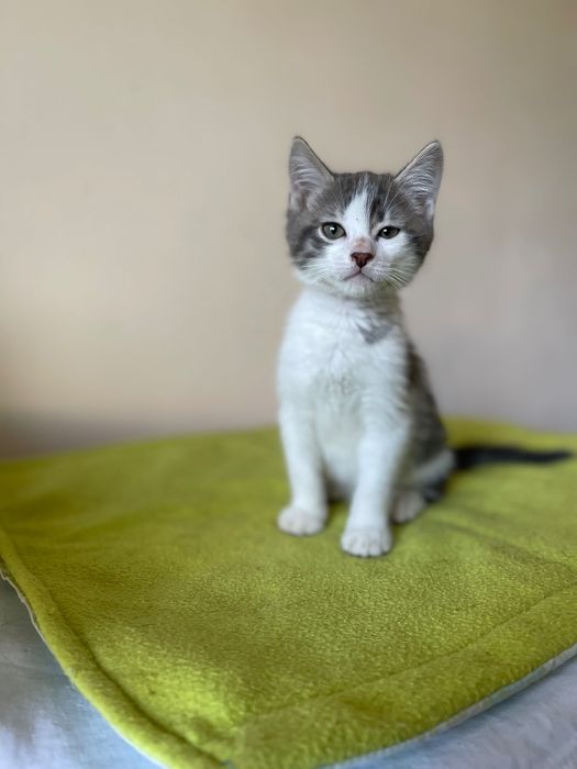 Котята котики отдам  котенок мальчик