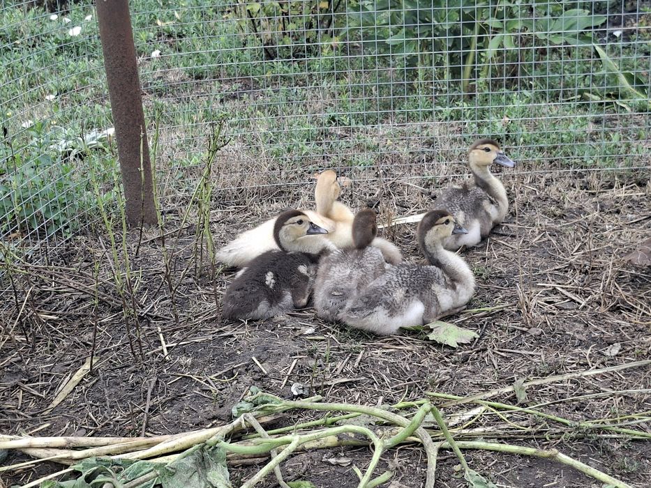 Мускусні качки, каченята.