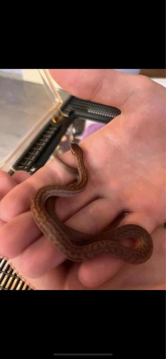 Wąż mahoniowy 7 miesieczny z terarium