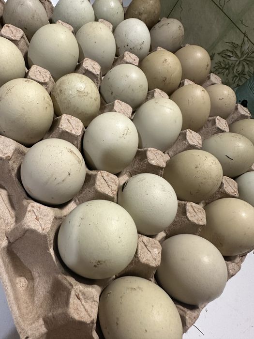 Інкубаційне яйце мішаних порід Ухейлюй, амераукана