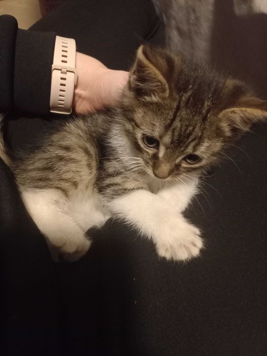 Mam do oddania kociaki